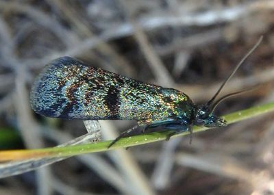 5839 - Pyla viridisuffusella; Pyralid Moth species