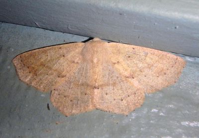 6995 - Sabulodes aegrotata; Geometrid Moth species