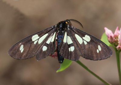 8034 - Gnophaela latipennis; Tiger Moth species