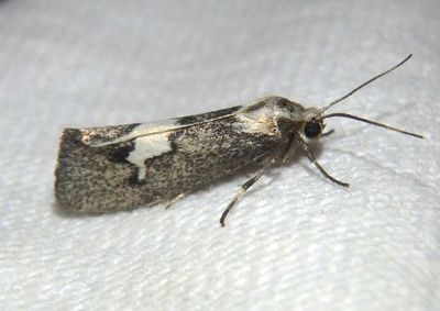 8063 - Cisthene deserta; Lichen Moth species