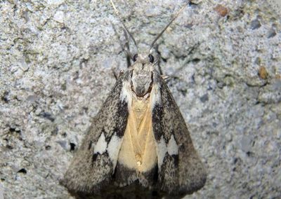 8063 - Cisthene deserta; Lichen Moth species 