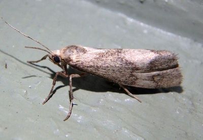 8064 - Cisthene faustinula; Lichen Moth species