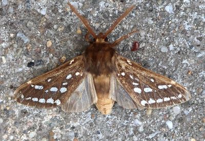 8209 - Lophocampa argentata; Silver-spotted Tiger Moth 