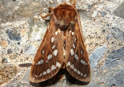 8209 - Lophocampa argentata; Silver-spotted Tiger Moth
