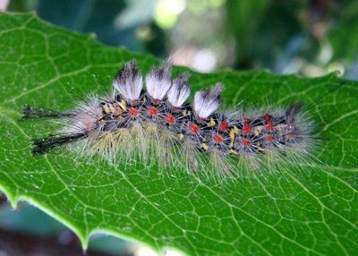 8309 - Orgyia vetusta; Western Tussock Moth caterpillar 