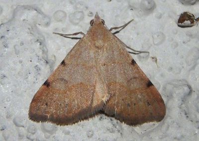 8472 - Hemeroplanis historialis; Owlet Moth species
