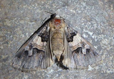 8629 - Drasteria fumosa; Owlet Moth species