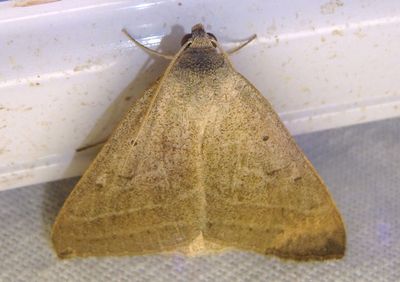 8734 - Caenurgia togataria; Owlet Moth species