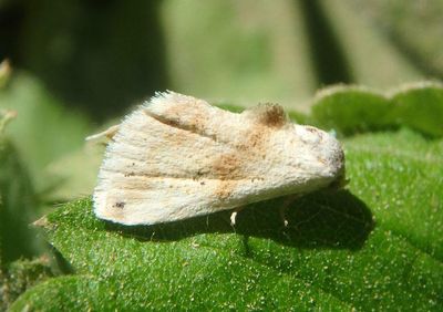 9076 - Eublemma minima; Everlasting Bud Moth