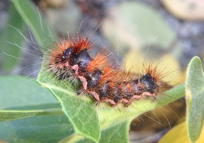 9268 - Acronicta perdita; Pacific Dagger caterpillar