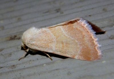 11146 - Schinia buta; Flower Moth species