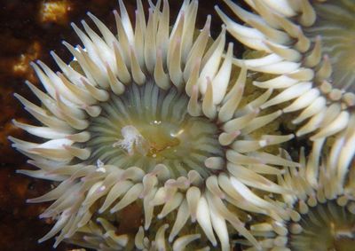 Aggregating Anemone