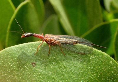 Agulla Snakefly species; female