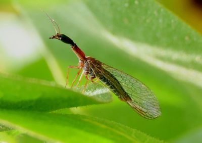 Agulla Snakefly species; male