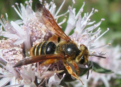 Andrena prunorum; Mining Bee species; female