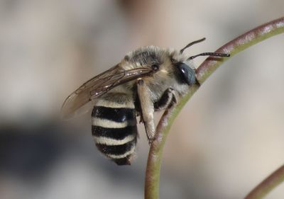 Anthophora urbana; Urbane Digger Bee