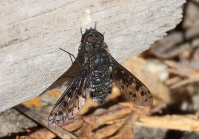 Anthrax Bee Fly species