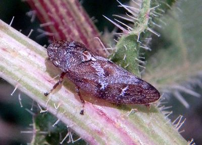 Aphrophora Spittlebug species