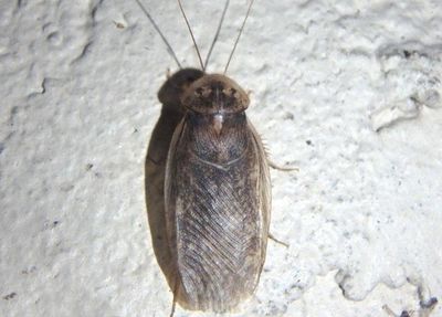 Arenivaga Cockroach species