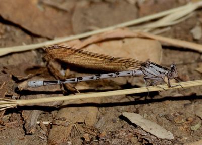 Argia vivida; Vivid Dancer; immature female