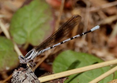 Argia vivida; Vivid Dancer; immature male