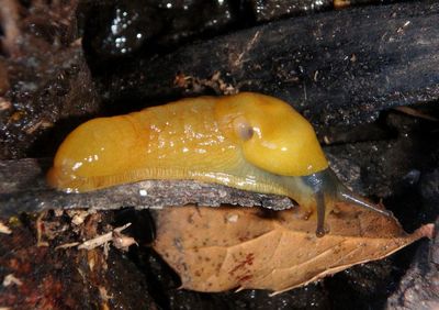 Ariolimax Banana Slug species