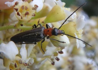 Asclerini False Blister Beetle species