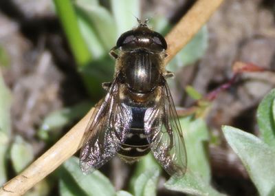 Asemosyrphus polygrammus; Syrphid Fly species