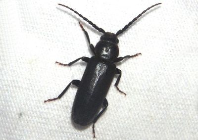 Asemum nitidum; Longhorn Beetle species