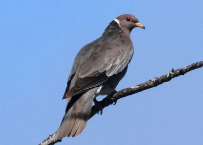 Band-tailed Pigeon