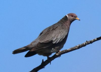 Band-tailed Pigeon 