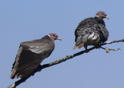 Band-tailed Pigeons 