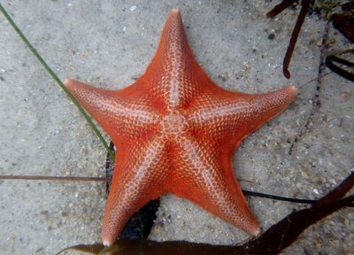 Bat Star 