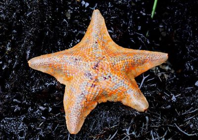 Bat Star 