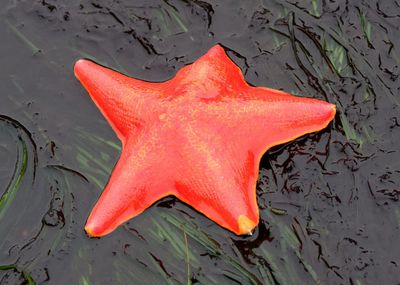 Bat Star