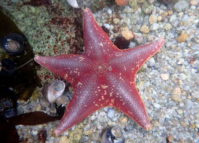 Bat Star