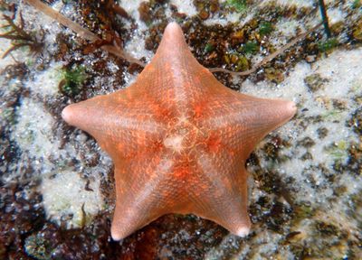 Bat Star