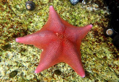 Bat Star 