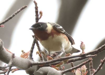 Bay-breasted Warbler; male