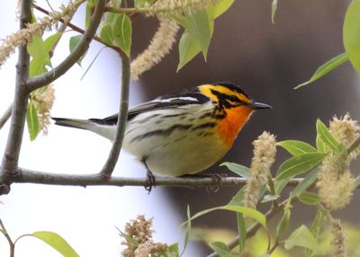 Blackburnian Warbler; male 