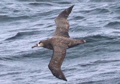 Black-footed Albatross 