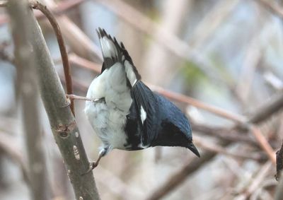 Black-throated Blue Warbler; male 