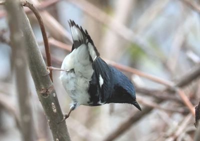 Black-throated Blue Warbler; male