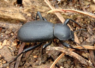 Blapylis Darkling Beetle species