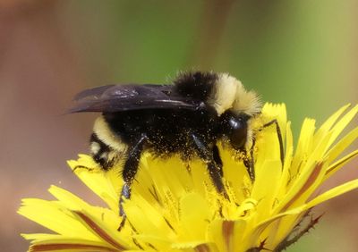Bombus caliginosus/vosnesenskii complex; Bumble Bee species