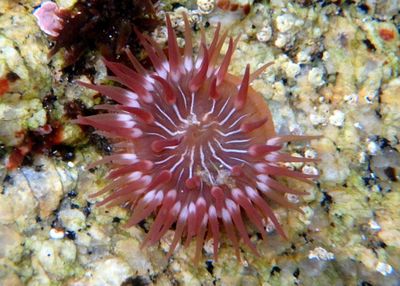 Brooding Anemone