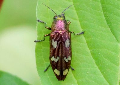 Buprestis langii; Metallic Wood-boring Beetle species; male