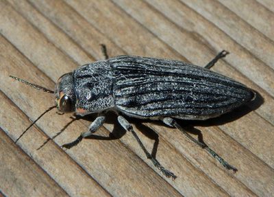 Buprestis lyrata; Metallic Wood-boring Beetle species 
