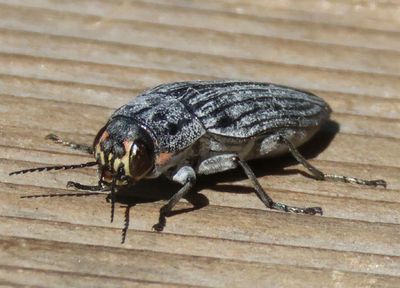 Buprestis lyrata; Metallic Wood-boring Beetle species 
