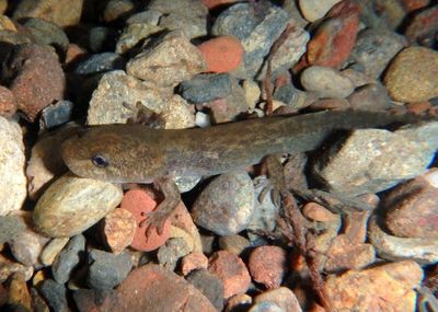 California Giant Salamander; juvenile